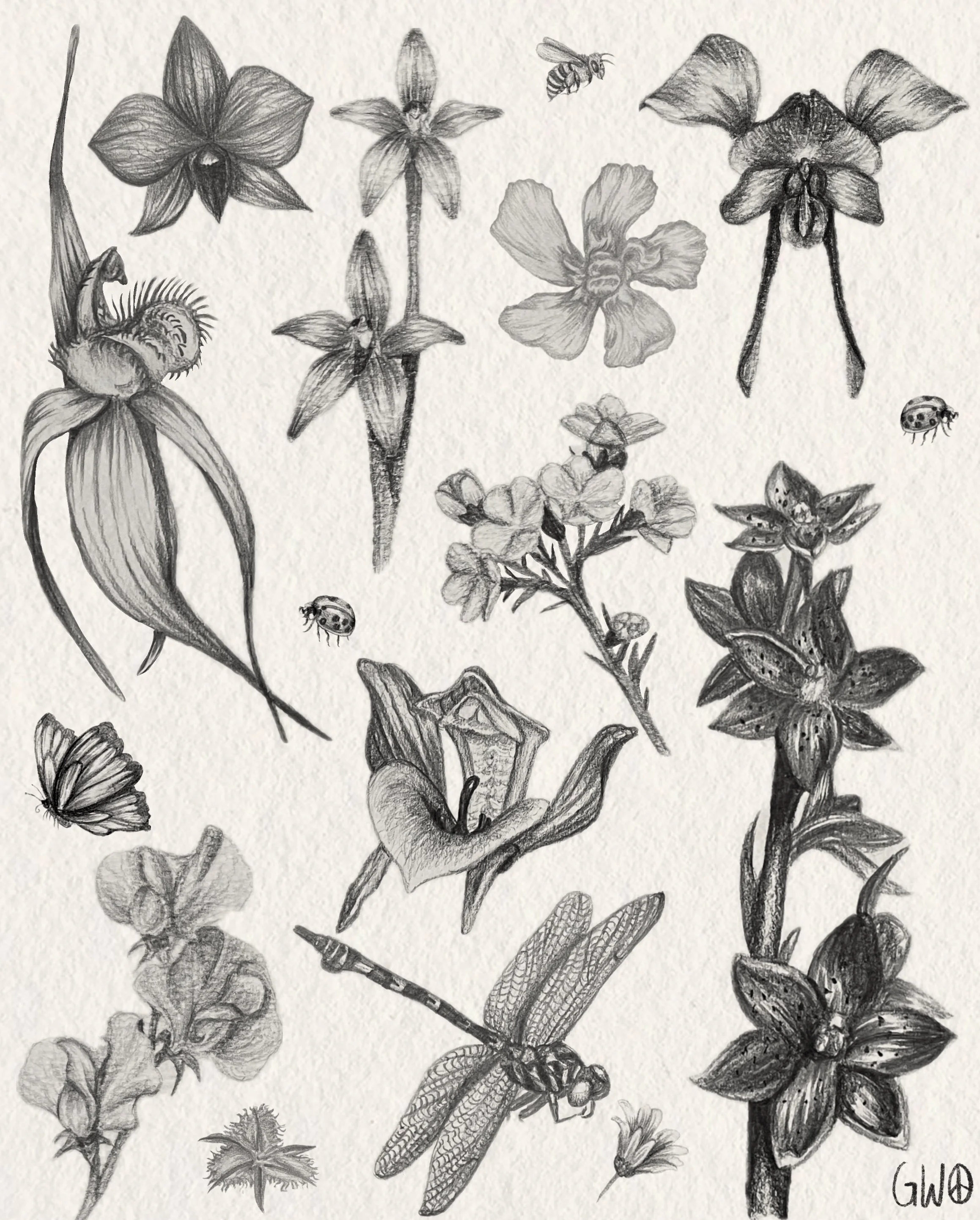 Black and white drawing of various flowers, insects, a bee, a ladybug, a butterfly, and a dragonfly.