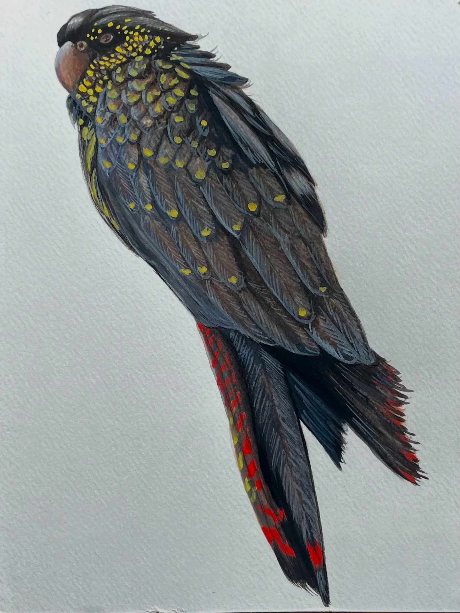 Red-Tail Black Cockatoo (calyptorhynchus banksii)