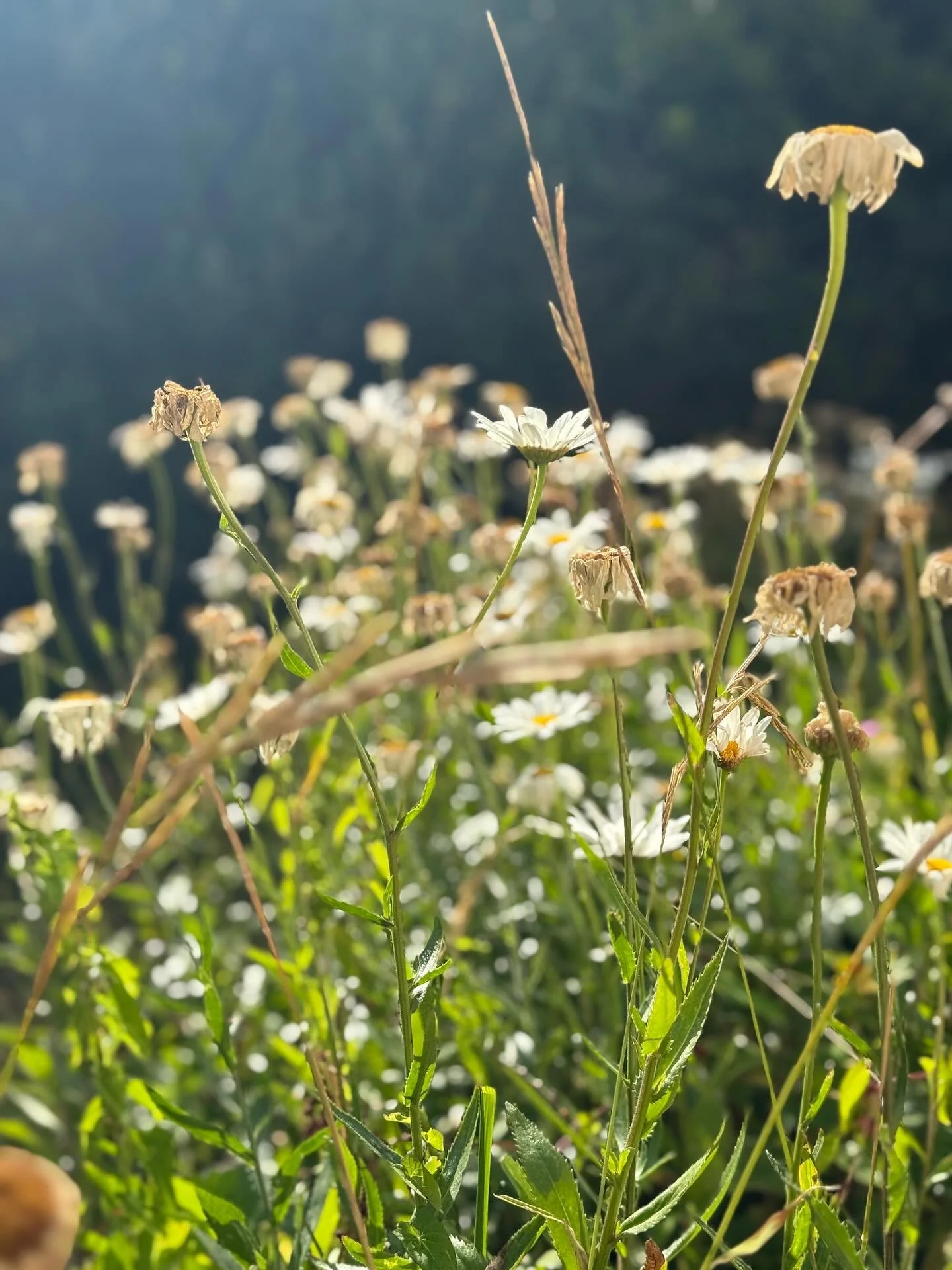Wild mountain flowers 

#cakeinspiration #wedding