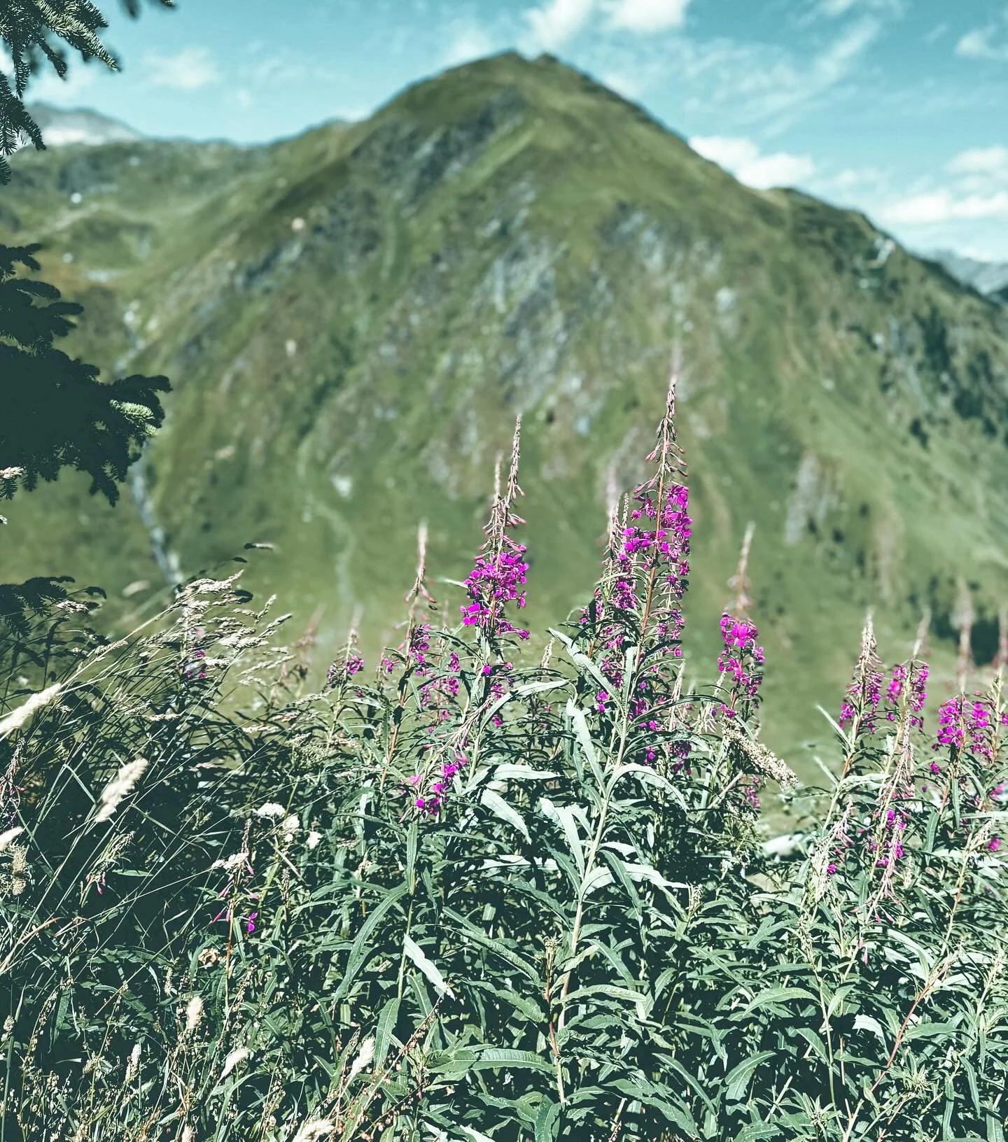Mountain flowers in the alps 💜💜