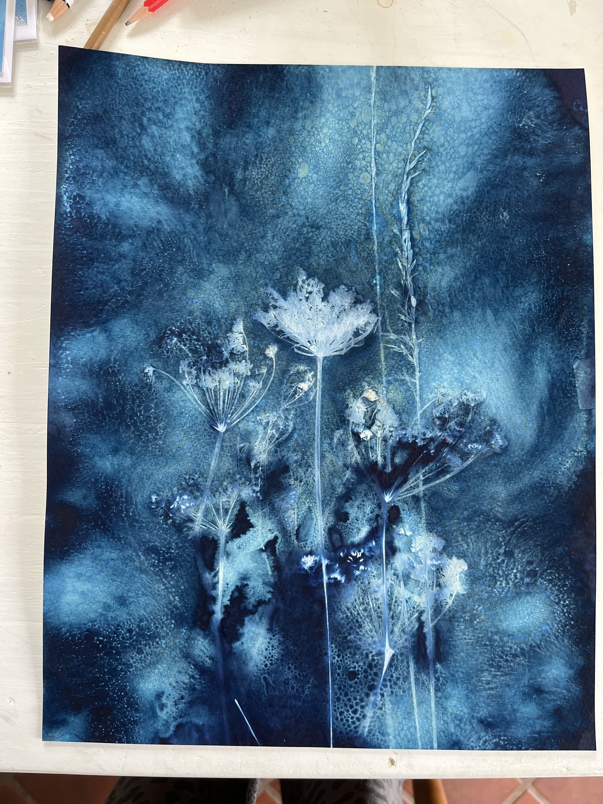 Etherial Umbellifers - original wet cyanotype.