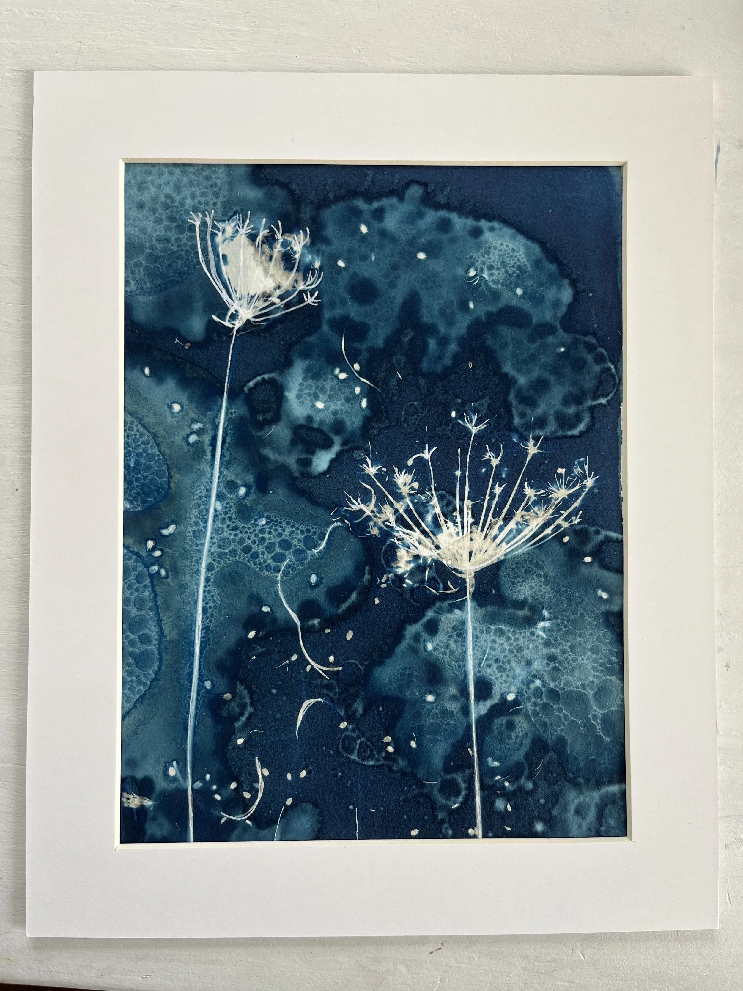 Original Cyanotype of Cow Parsley