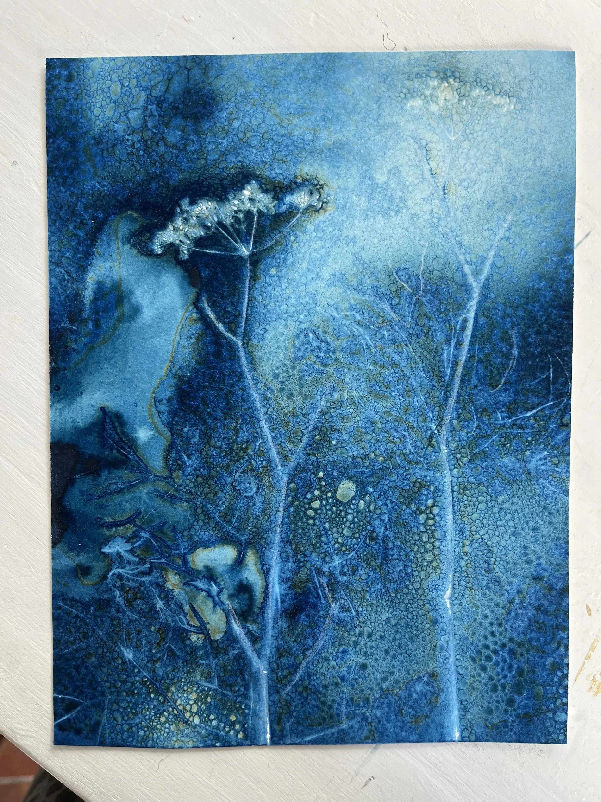 Original cow parsley wet cyanotype.