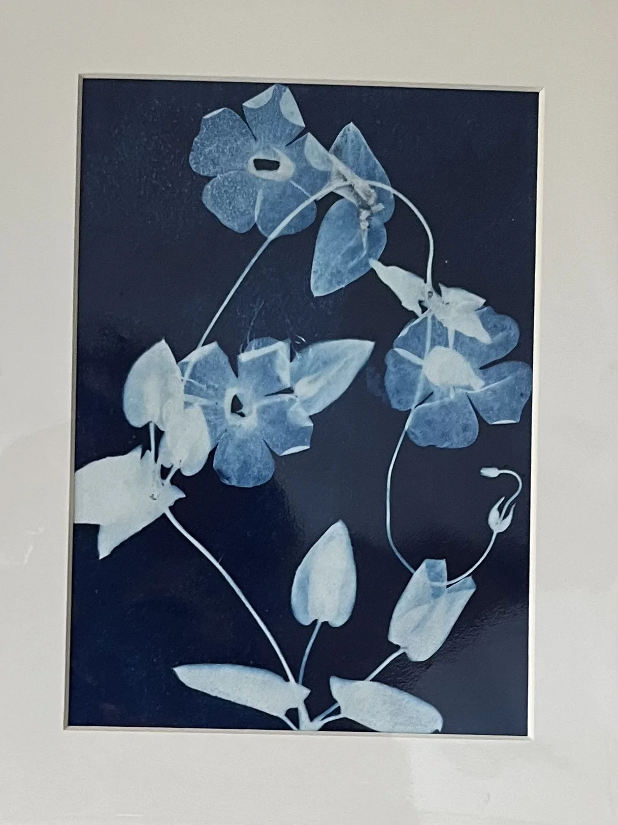 Black Eye Susan vine original cyanotype.