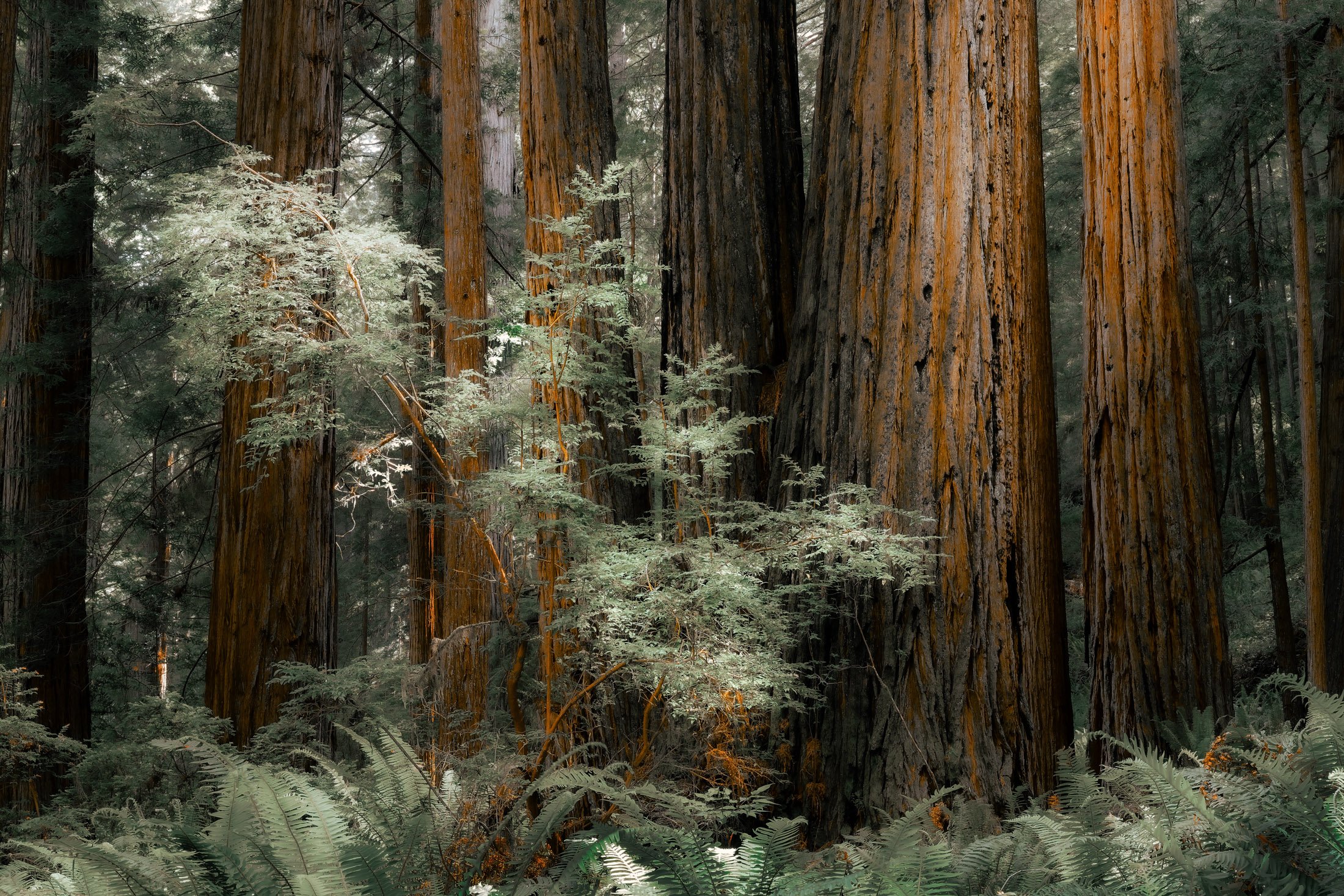 California, USA