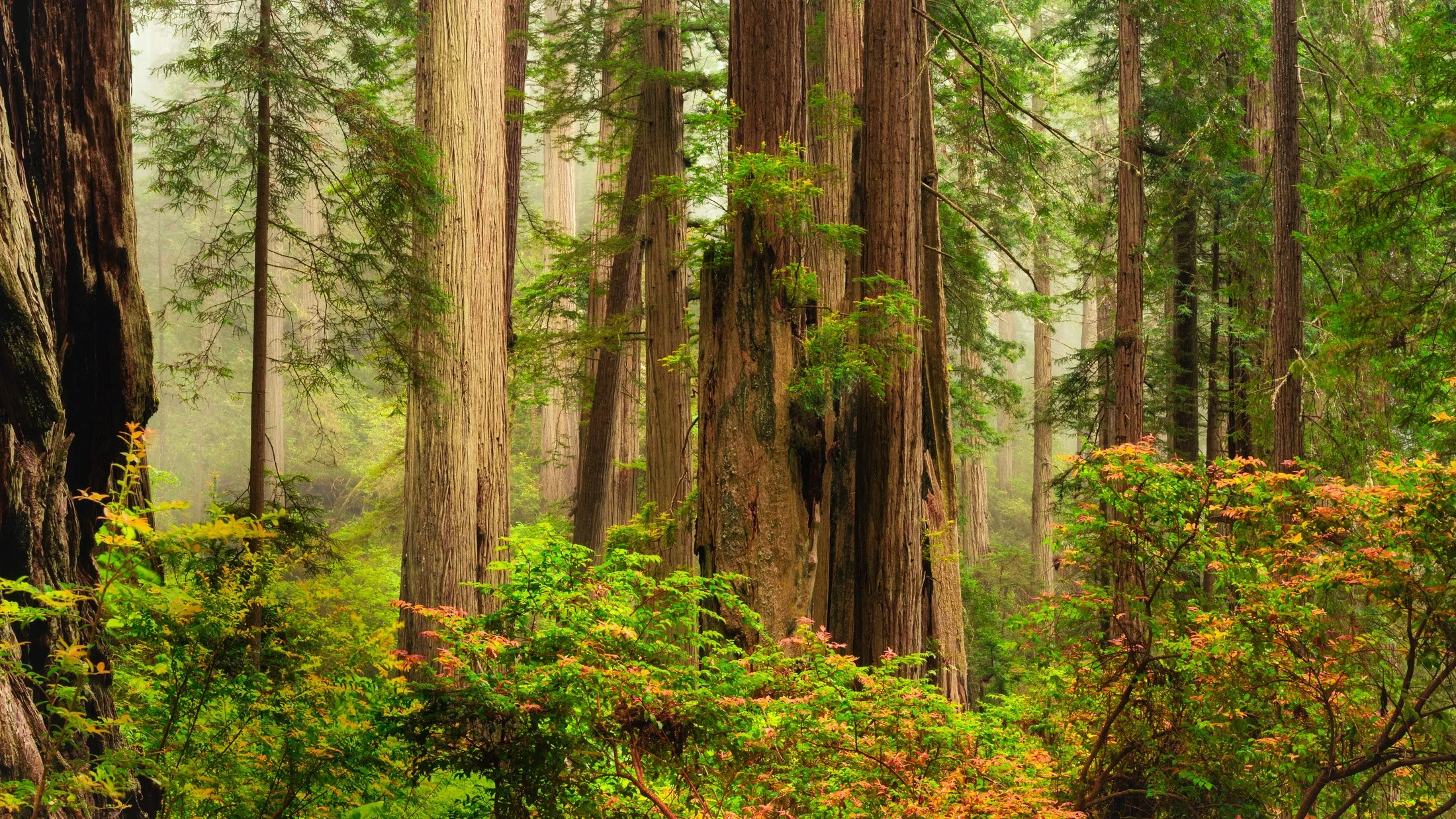 California, USA