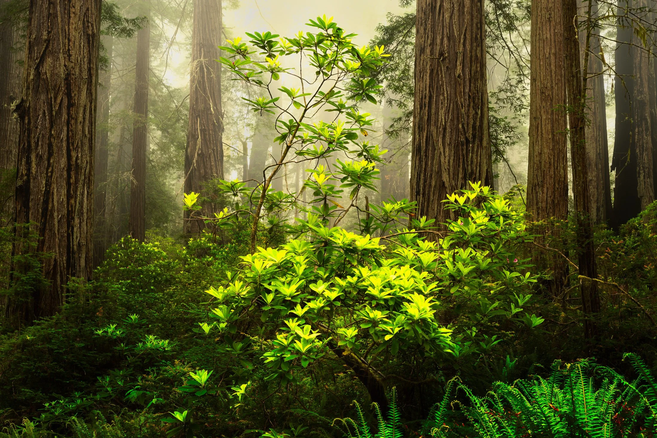 California, USA