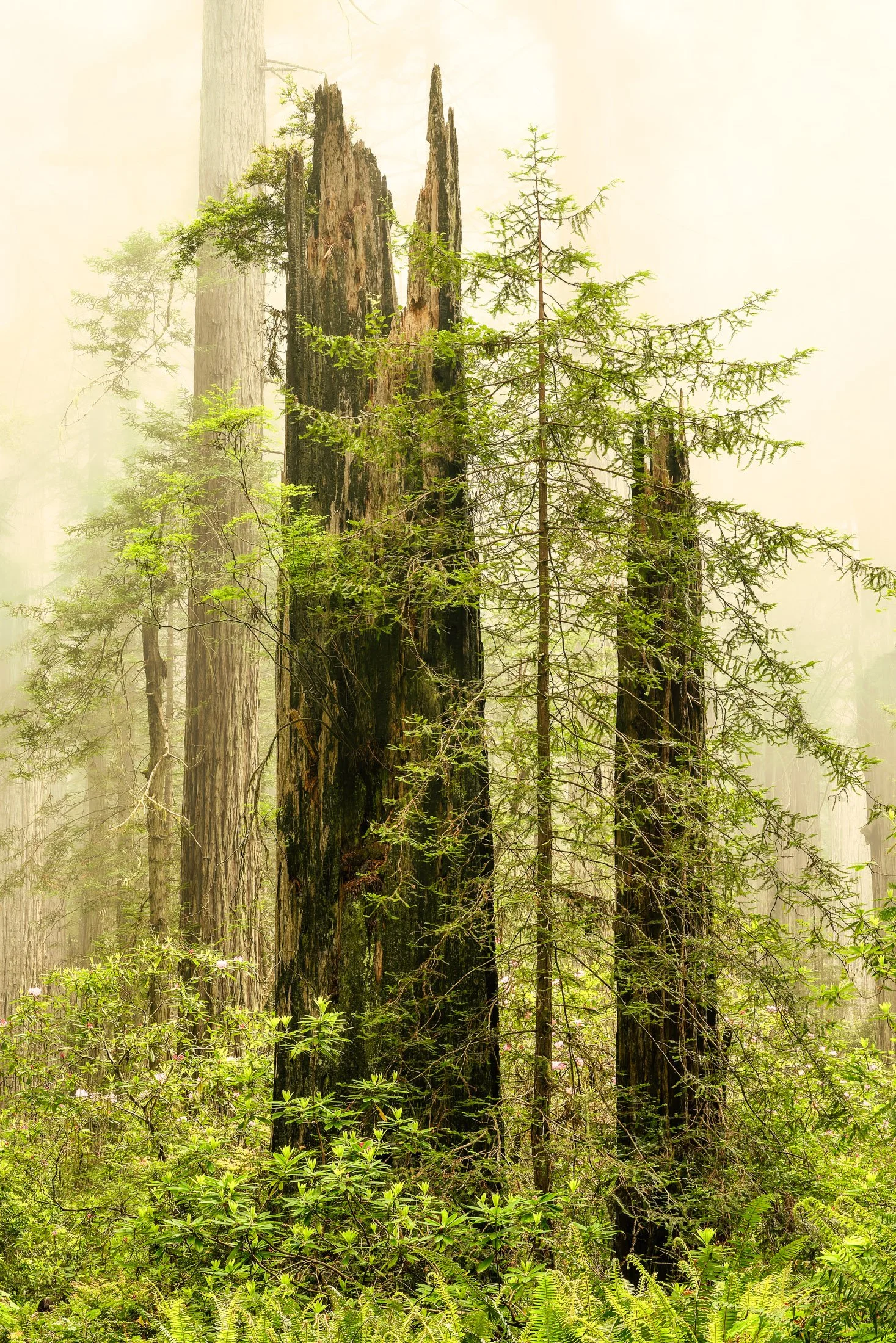 California, USA