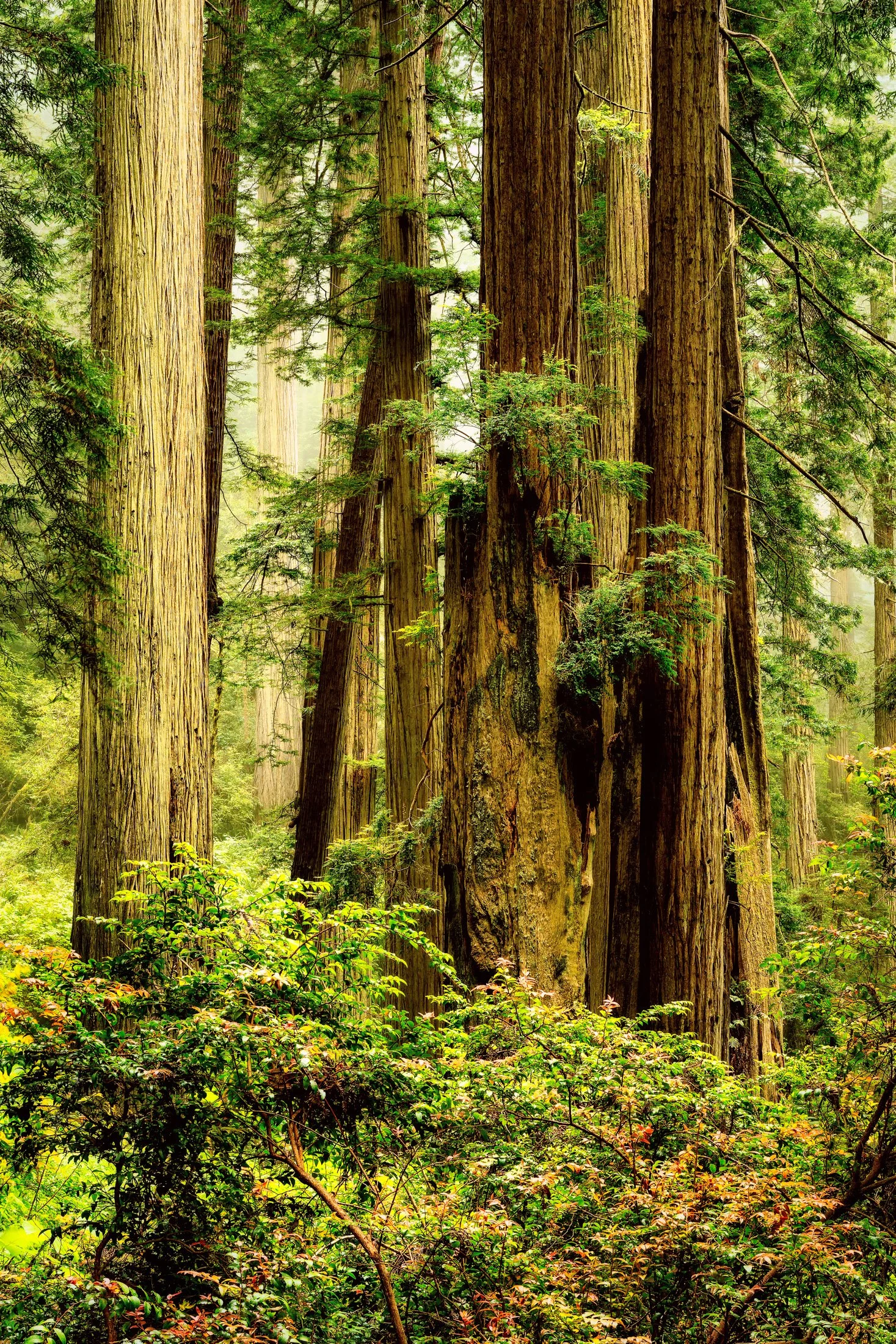 California, USA