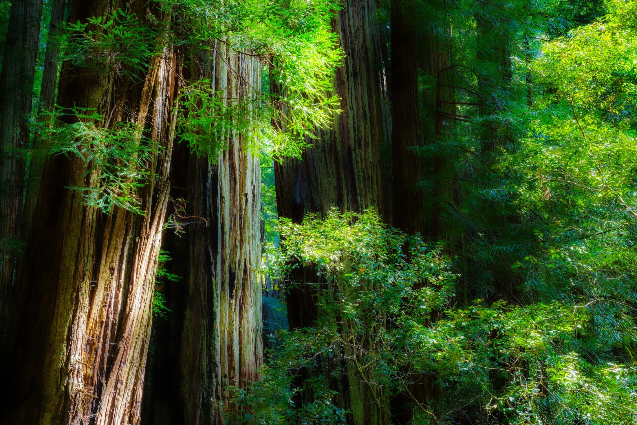 California, USA