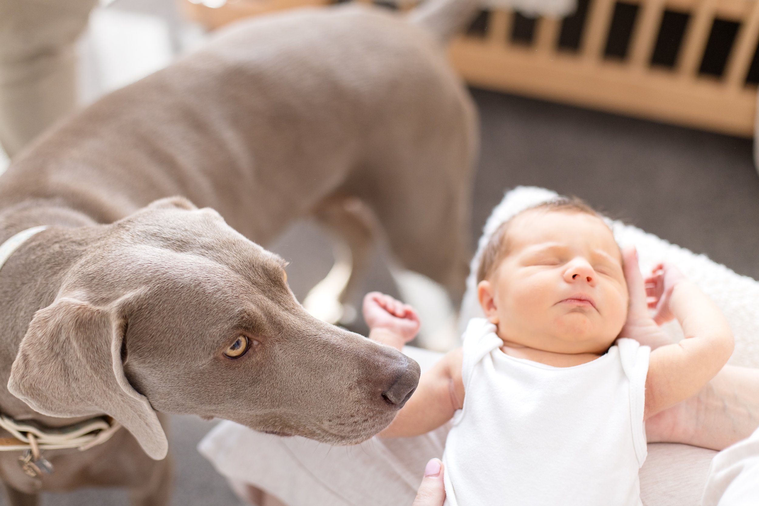 Lifestyle Newborn Photography Melbourne