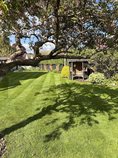 A lush green lawn with a large blooming tree casting shadows, and a wooden garden shed in the background with surrounding bushes and trees.