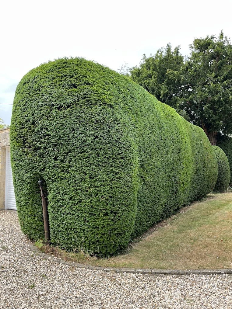 A large, dense hedge trimmed into a rectangular shape with rounded edges, situated alongside a gravel pathway and a grassy area, with trees and a cloudy sky in the background.
