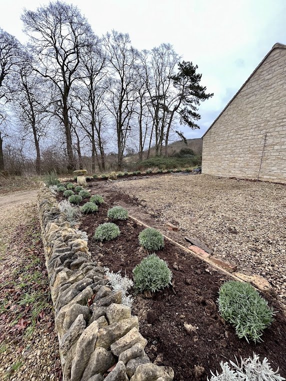 A newly planted garden bed with small, round, green shrubs, bordered by a rustic stone wall, next to a gravel area and a stone building.
