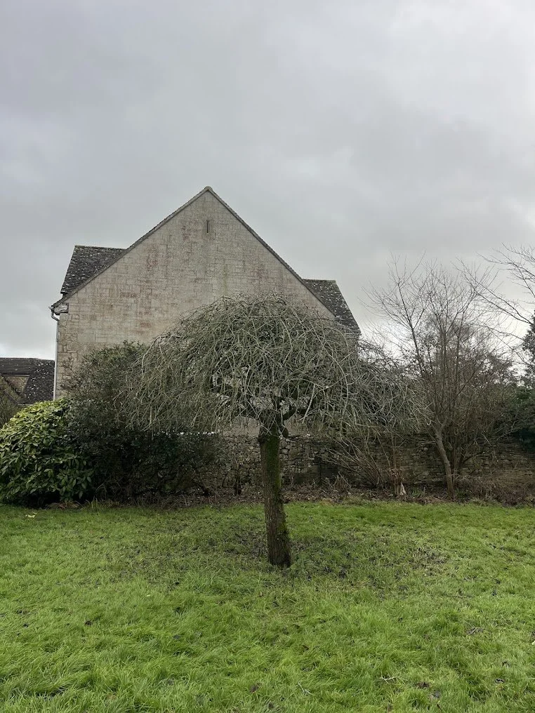 A small, leafless tree with a bushy, rounded top stands in a grassy yard, with a large house and overcast sky in the background.