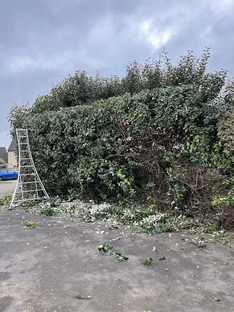 A large, overgrown hedge with a crushed metal ladder leaning against it, and debris including leaves and branches scattered on the ground in front of it. Overcast sky in the background.