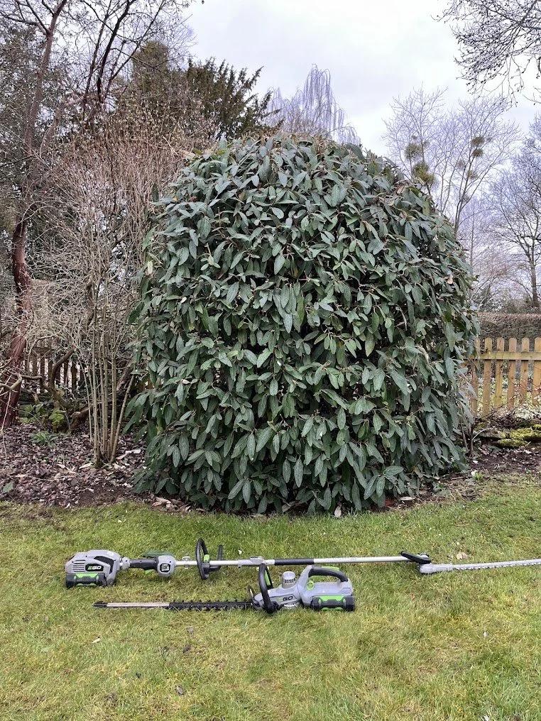 A garden scene with a large, leafy shrub, a wooden fence in the background, and a garden tool lying on the grass in the foreground.