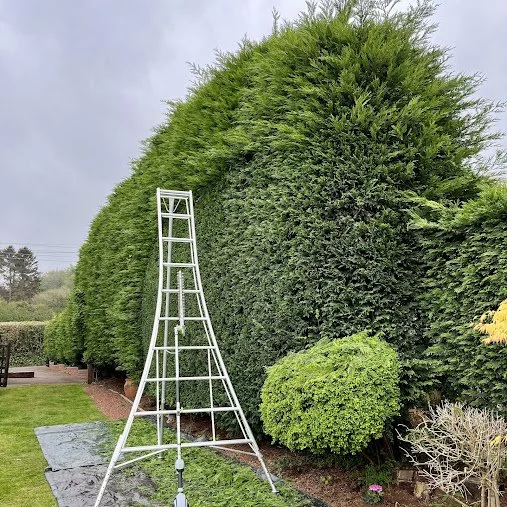 A lush green hedge with a white metal ladder leaning against it in a backyard garden, with a small round bush and plants nearby.