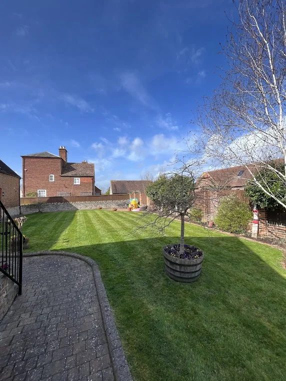 A backyard lawn with a small tree in a wooden barrel planter, brick houses, and a clear blue sky.