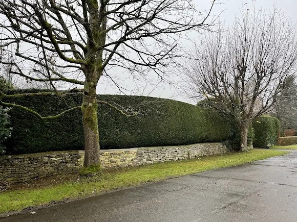 Street view with leafless trees, trimmed hedges, a stone retaining wall, and a paved sidewalk or road, during overcast weather.