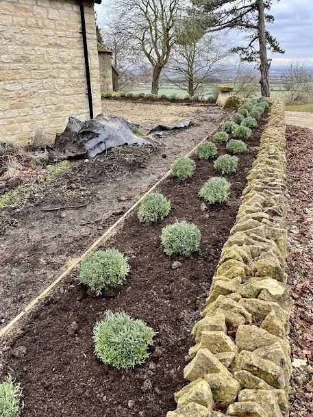 A freshly planted row of small green shrubs along a stone border in a garden, with trees and a cloudy sky in the background.