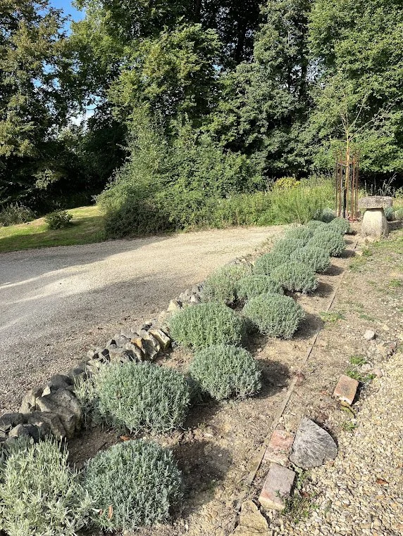 A gravel pathway runs alongside a garden bed filled with evenly spaced, round, green bushes. A low stone border separates the bushes from the pathway, with trees and bushes in the background.