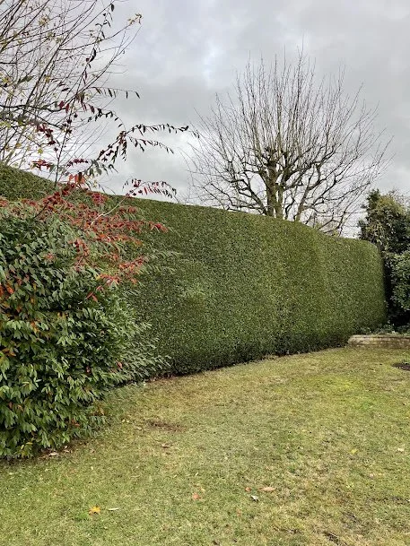 A well-trimmed hedge and a smaller bush with red leaves in a grassy yard. There is a bare tree and a cloudy sky in the background.