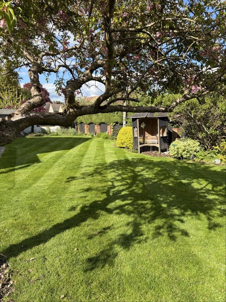 A backyard with a large tree casting shadows on a well-manicured lawn, a wooden garden shed, and colorful bushes under a partly cloudy sky.