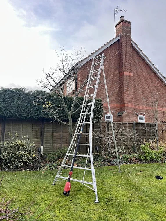 A ladder leaning against a backyard tree in front of a brick house, with a wooden fence and garden plants.