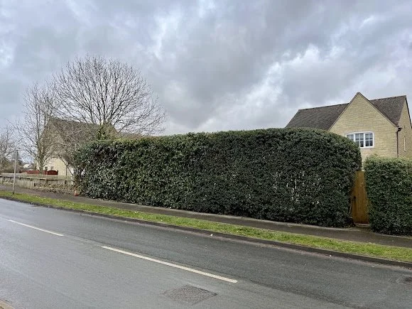 A large, neatly trimmed hedge along the sidewalk next to a residential street, with a house and a bare tree in the background under a cloudy sky.