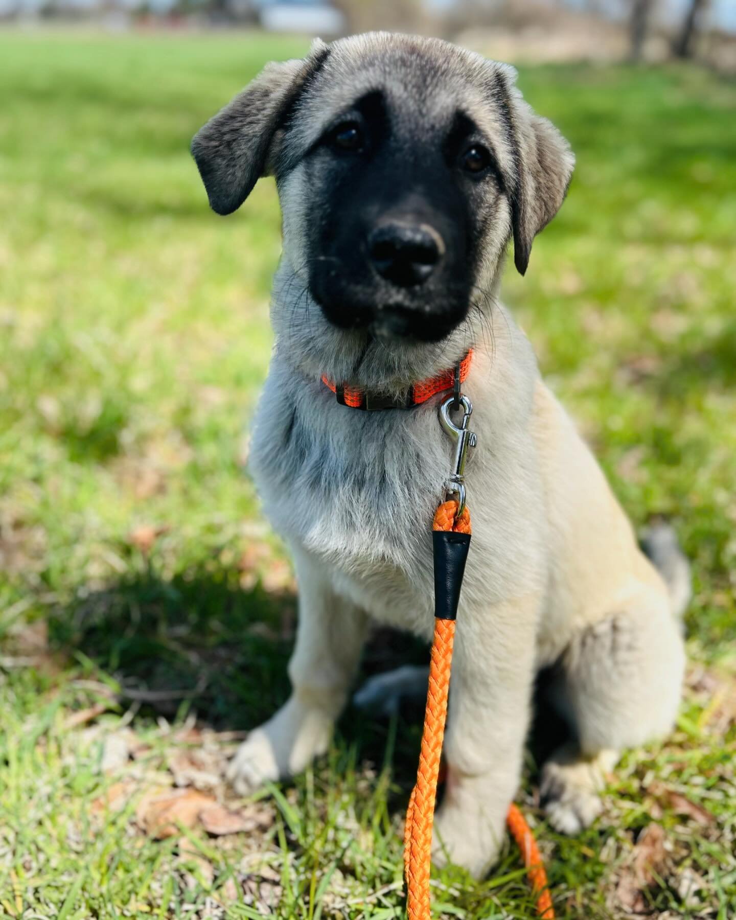 Meet Indy! 

She&rsquo;s an Anatolian Shepard and will have one of the most important jobs on the farm; guarding the livestock.  We couldn&rsquo;t be more excited to have her join our family!  She is so sweet and super curious. 

Thank you to Rick an