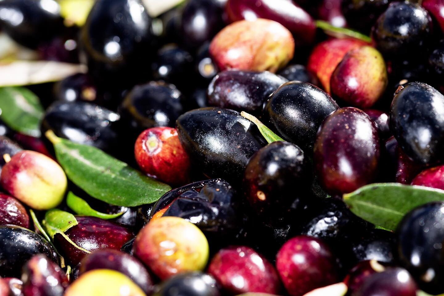 Nature vivante 🫒🍇
#organicolives #blend #sayali #chetoui #northwest #tunisia