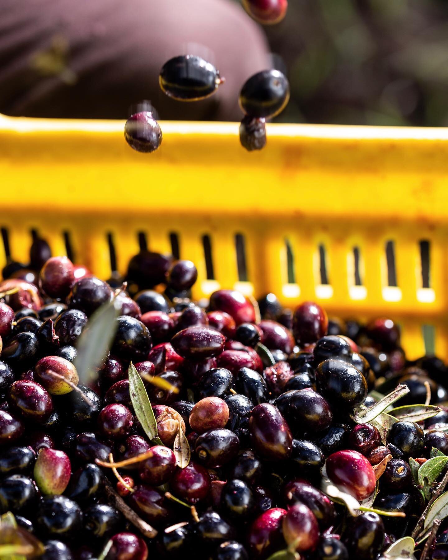 Chu-te de fruits 🧃🫒 
#olives #bio #nordouest #tunisie