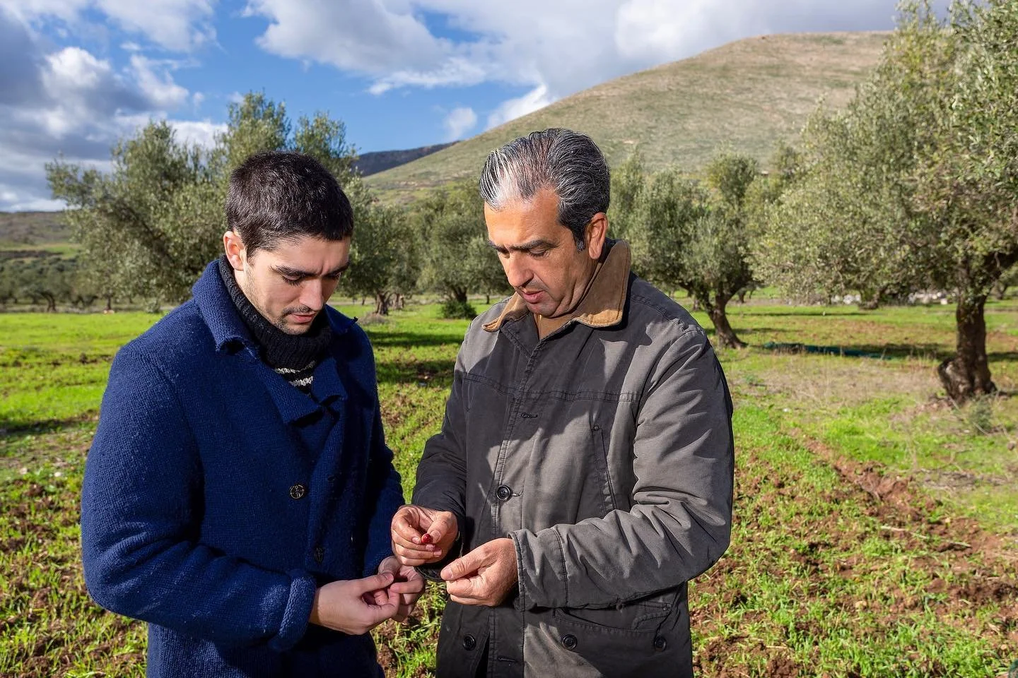 Analyse qualitative des olives fra&icirc;chement r&eacute;colt&eacute;es 🔬🫒 au pied du #djebel #rebiaa
#ripe #olive #fruit