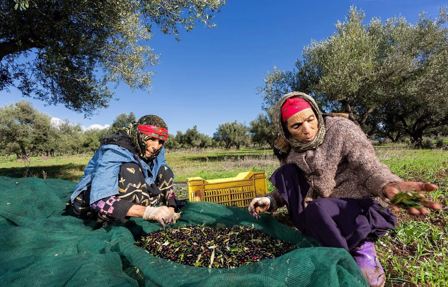 Remplissage des &laquo;&nbsp;gu&eacute;jou&egrave;t&nbsp;&raquo; 📥
#handpicked #organic #olives
