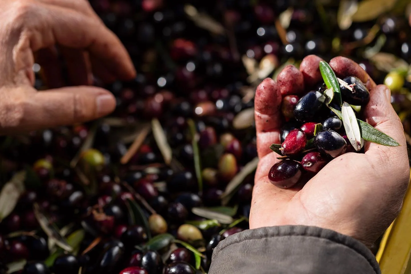 L&rsquo;or vert ? 🍒🫒
#sayali #northwesttunisia #organic