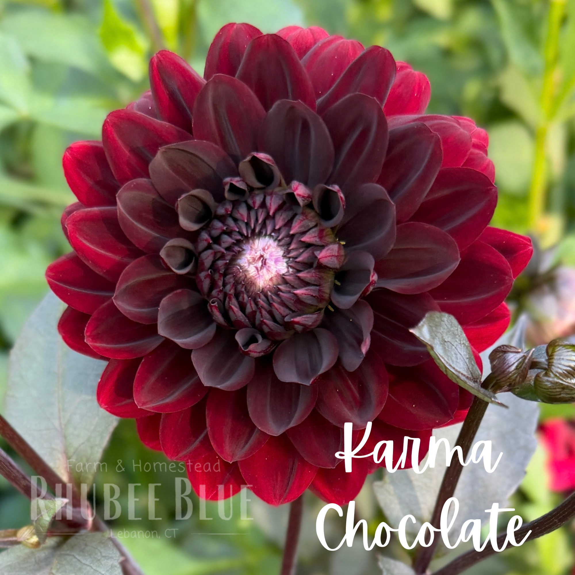 Karma Chocolate Dahlia Tuber
