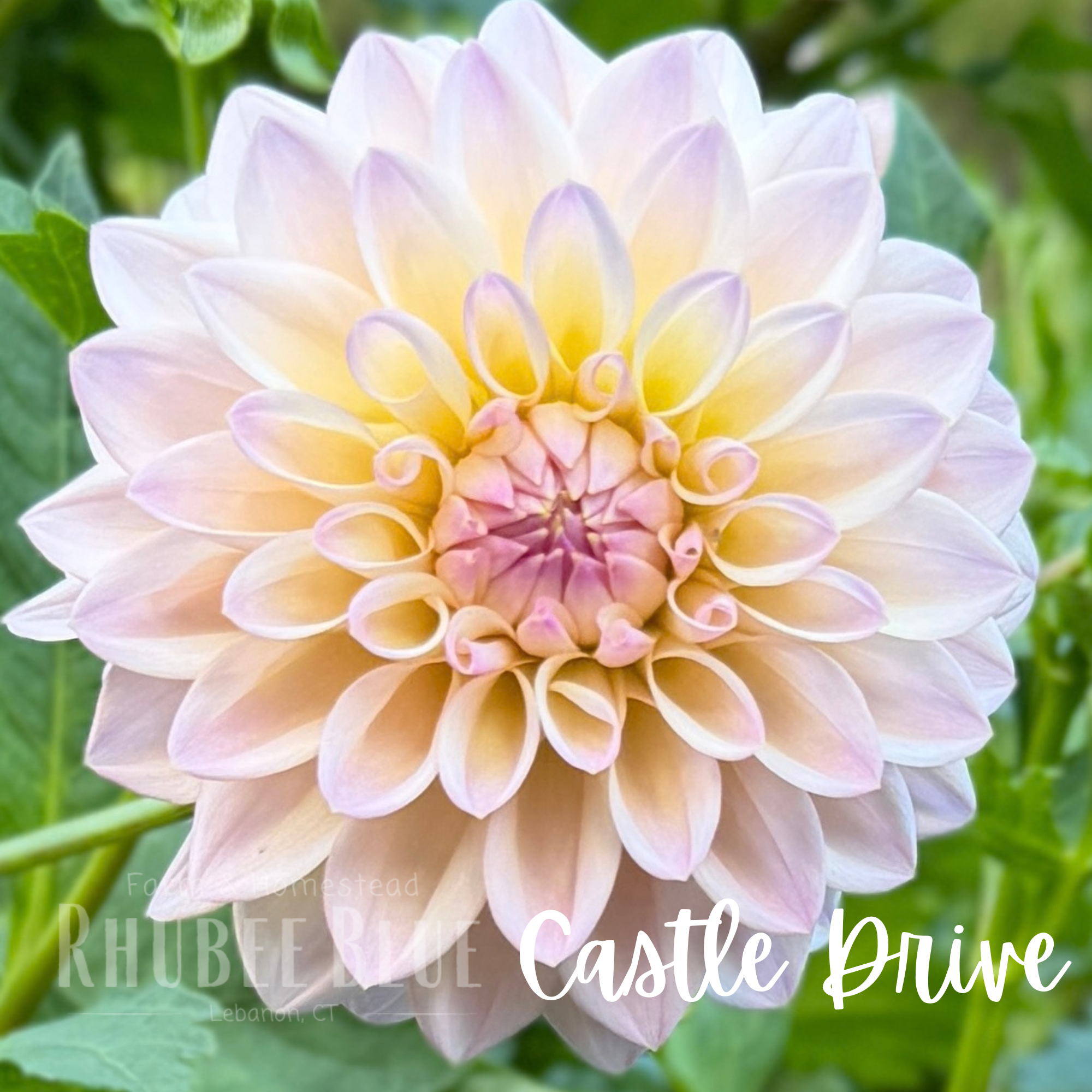 Castle Drive Dahlia Tuber