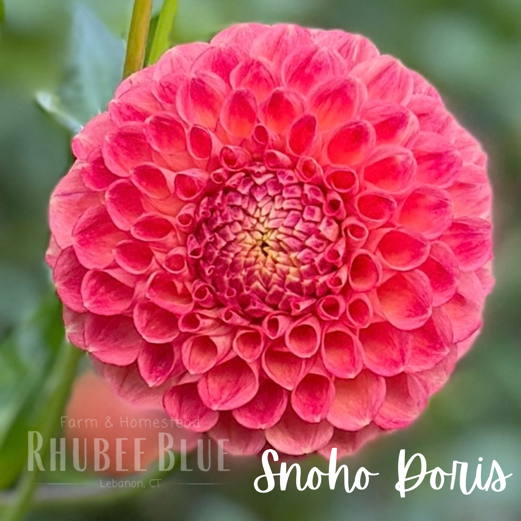 Snoho Doris Dahlia Tuber