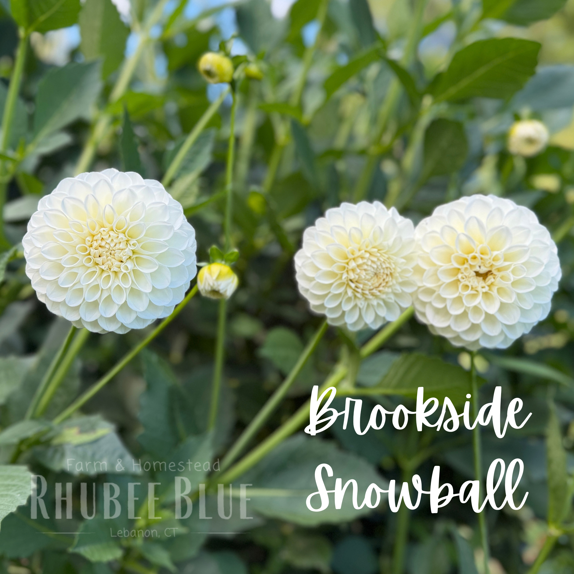 Brookside Snowball.png