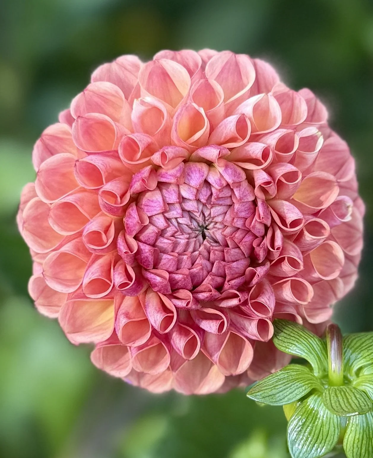 Snoho Doris Dahlia Tuber