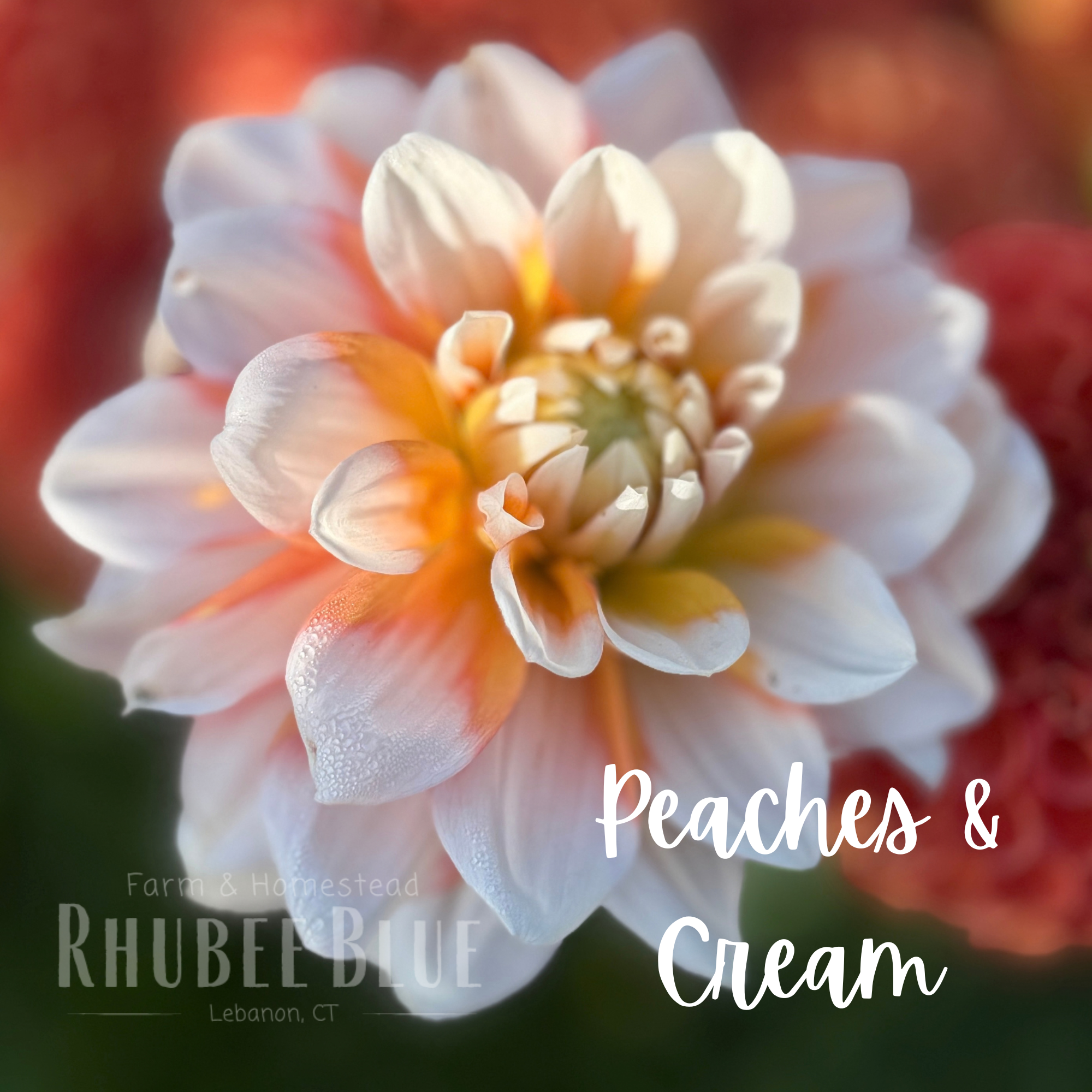 Peaches and Cream.png