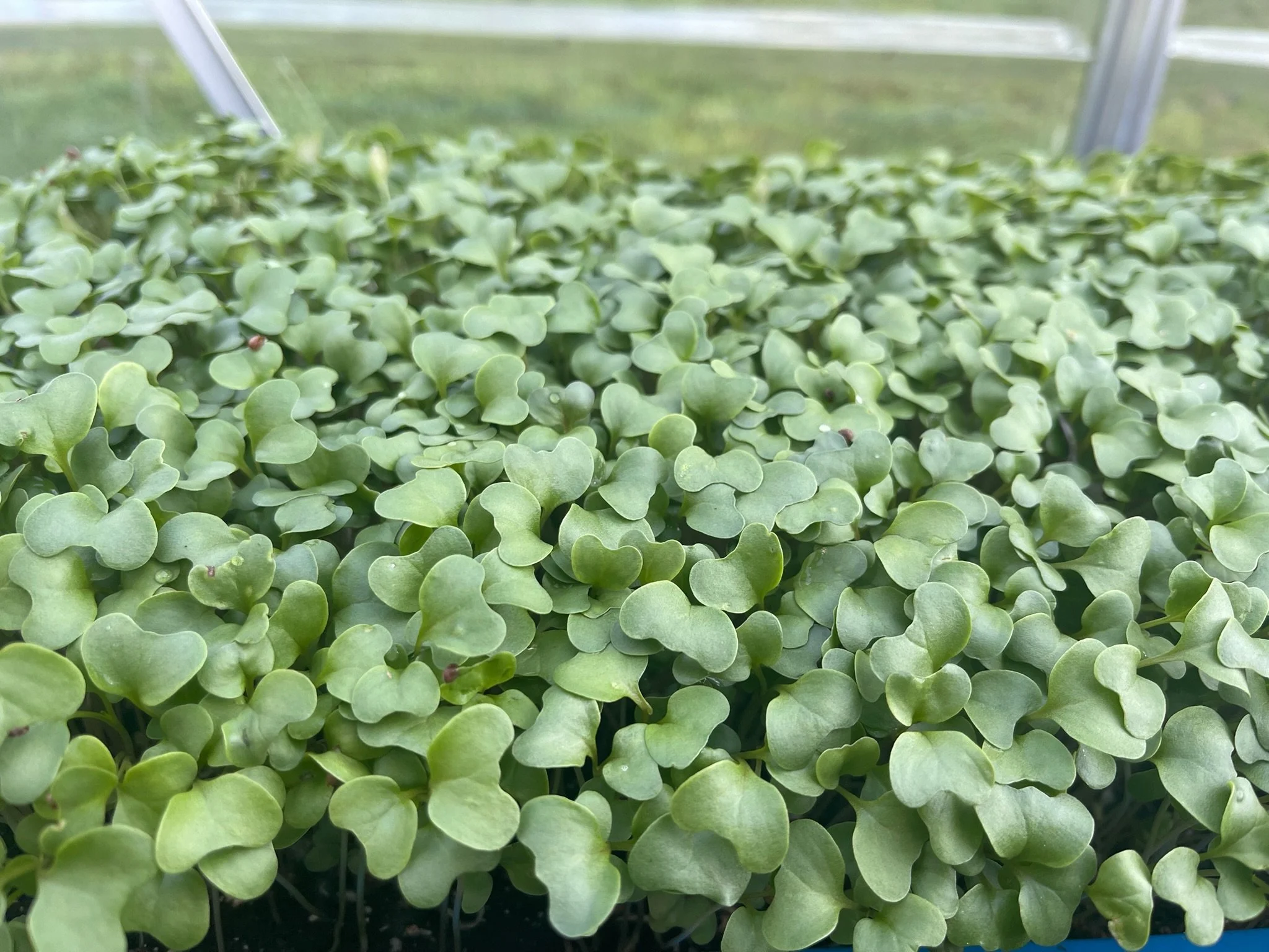 Organic Microgreens 1
