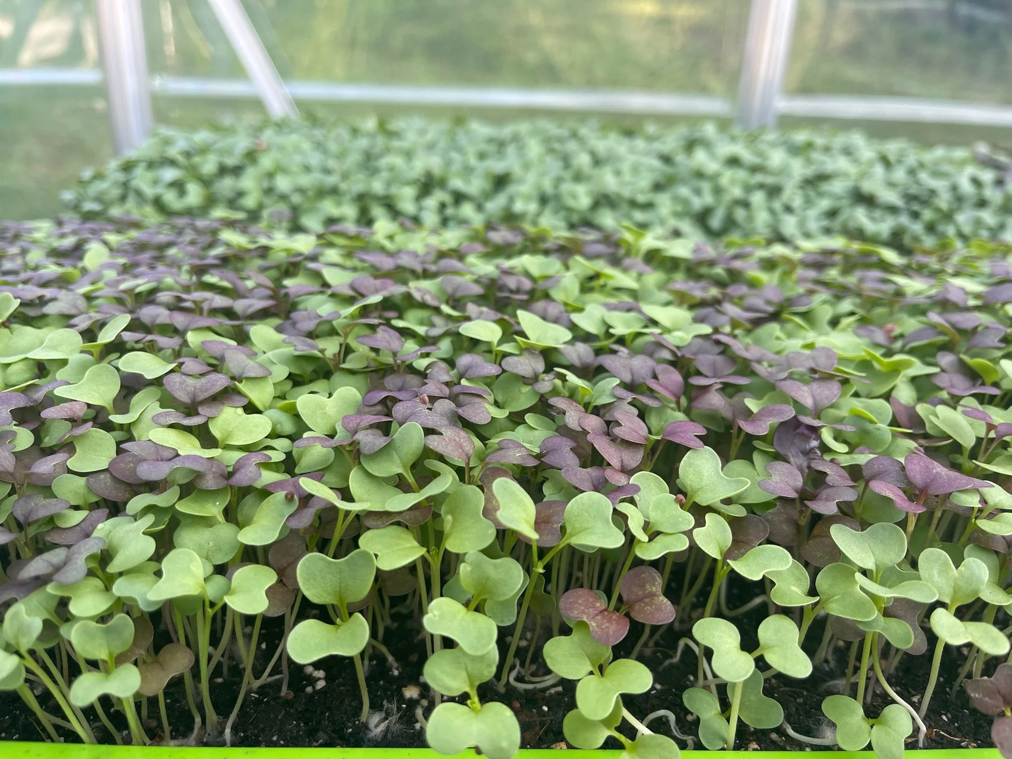 Hydroponic Microgreens Mix
