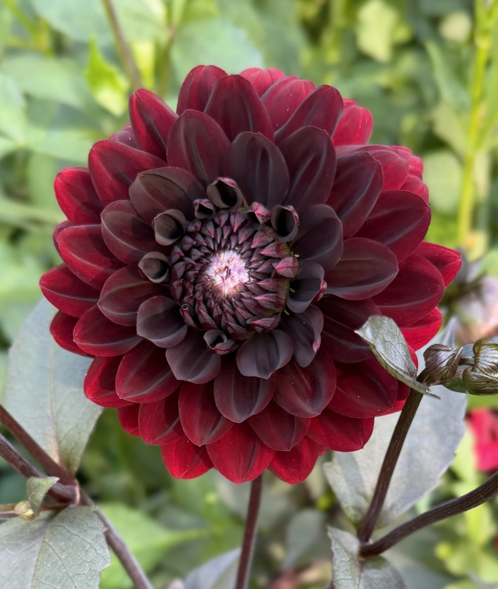 Karma Chocolate Dahlia Tuber