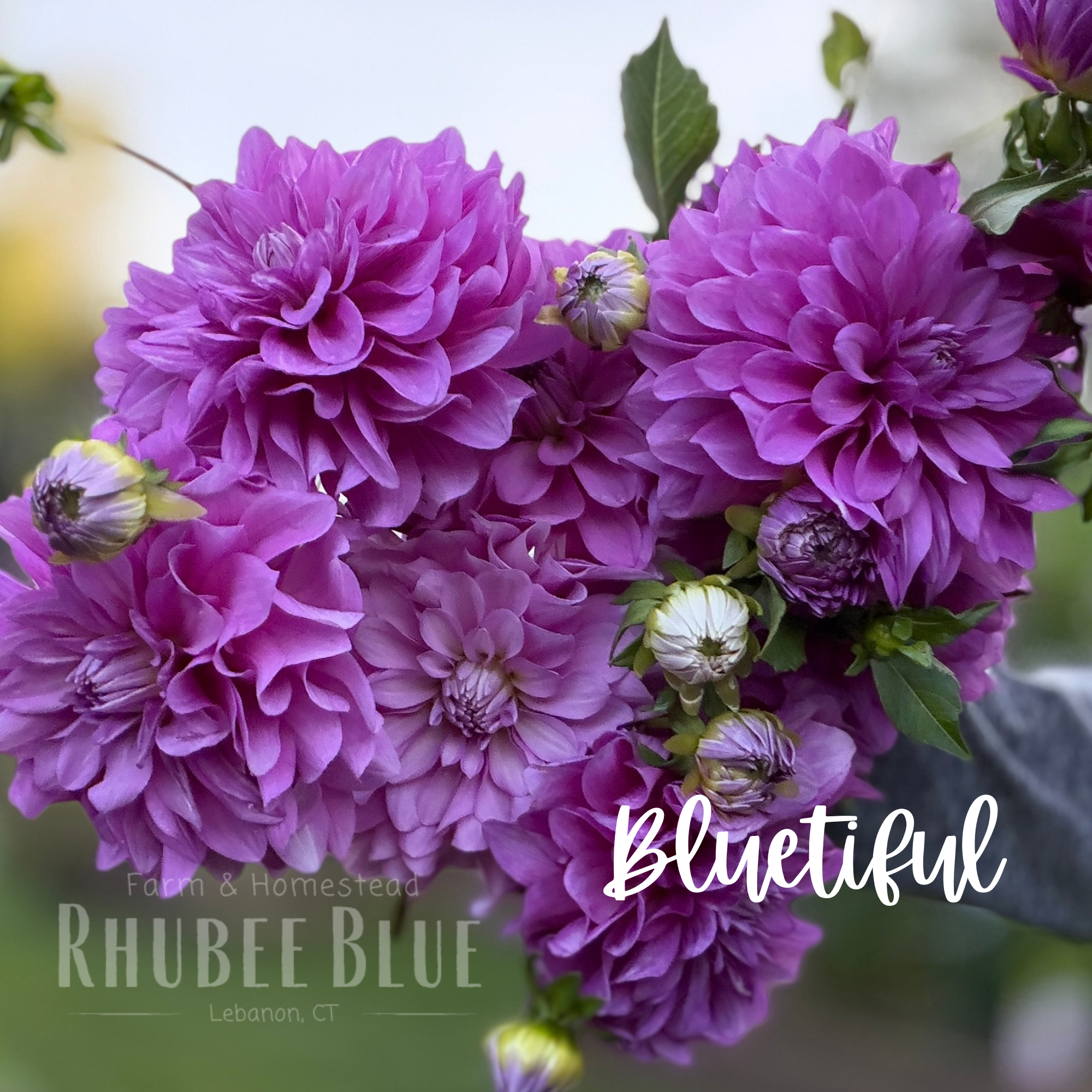 Bluetiful Dahlia Tuber