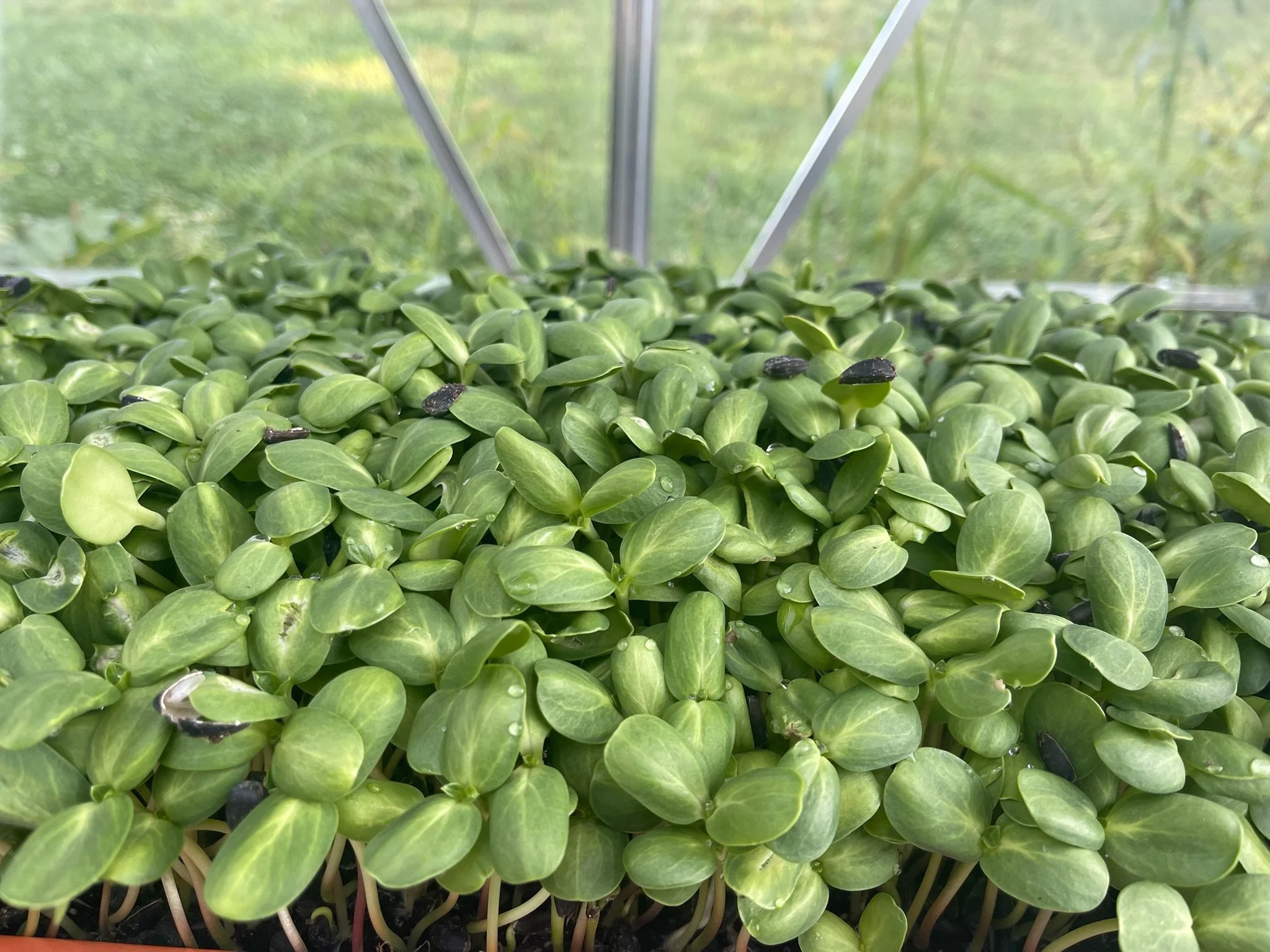 Organic Sunflower Microgreens