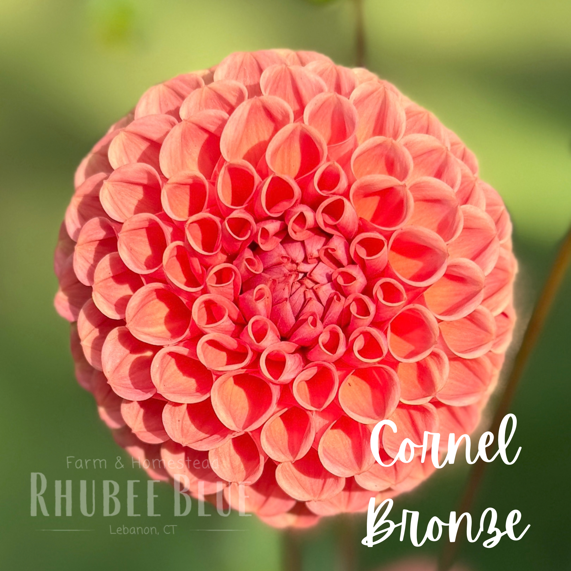 Cornell Bronze Tuber