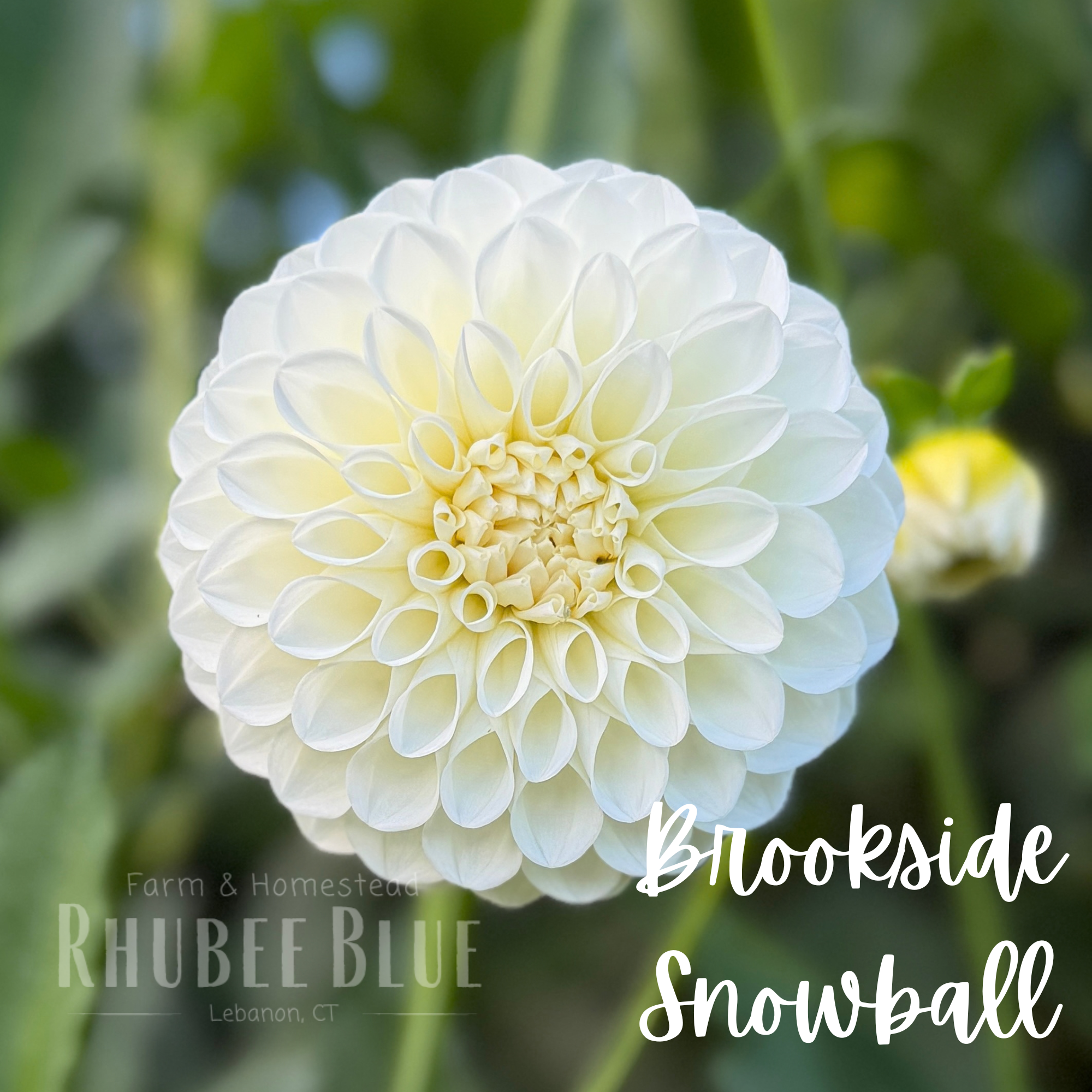 Brookside Snowball Dahlia Tuber