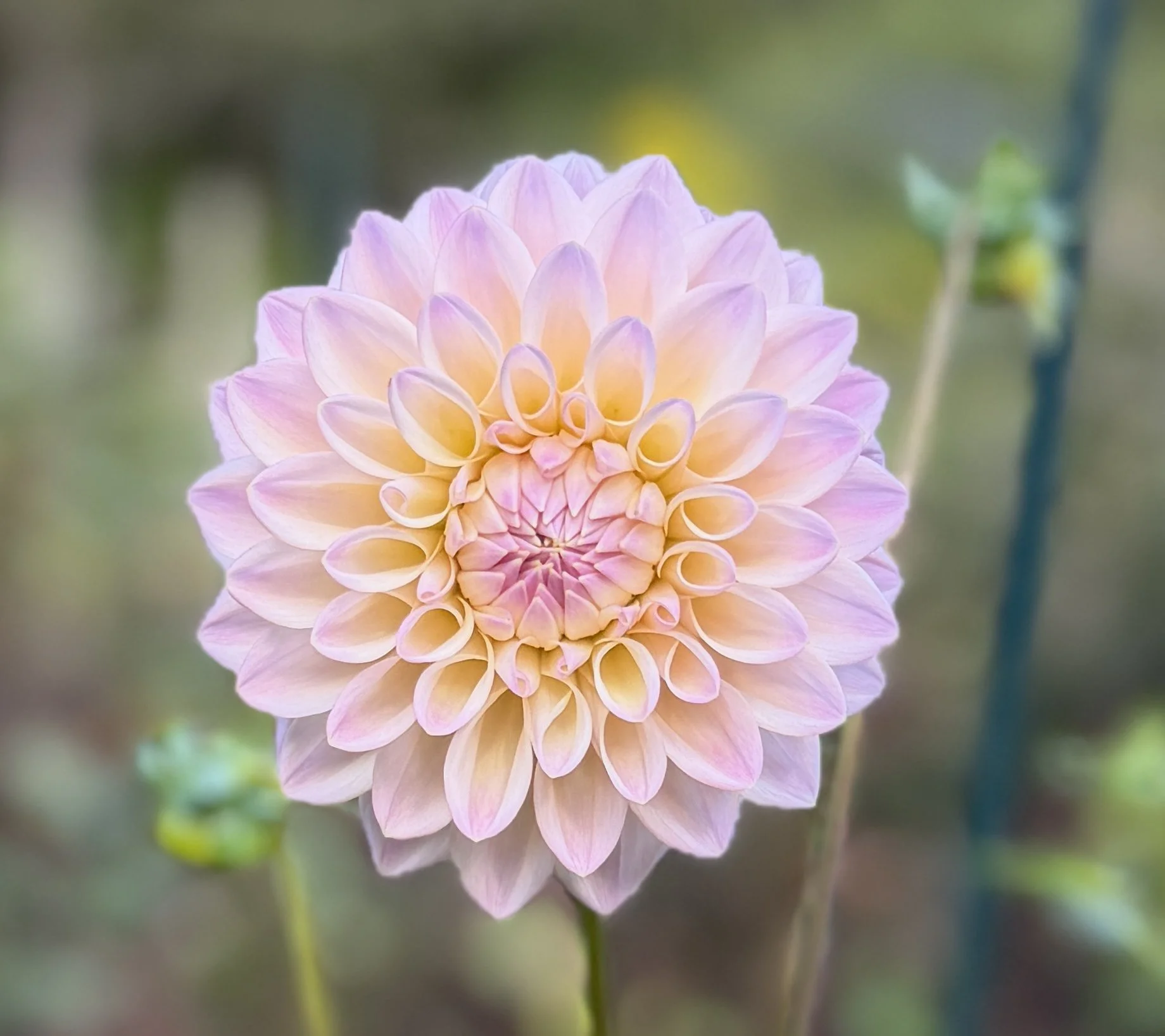 Castle Drive Dahlia Tuber